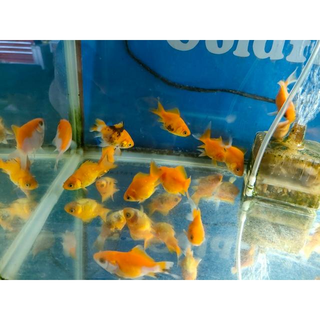 生体 イエロー玉黄金 当歳魚 約6センチ（1匹）玉サバ/金魚/福ダルマ/玉