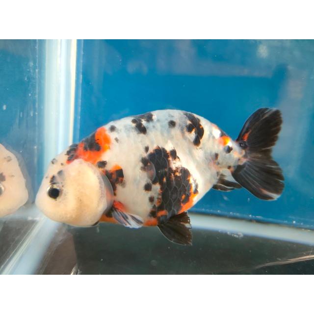 生体 中国産 キャリコらんちゅう(9) 約10〜11センチ（1匹）ランチュウ