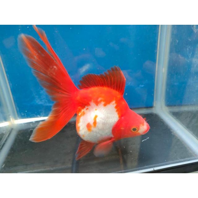 生体 飯田産更紗琉金(c) 三歳魚 12〜13センチ（1匹）らんちゅう/金魚/和金/棚田産/きんぎょ/国産金魚【金魚小屋-希-福岡】 : 金魚 ...