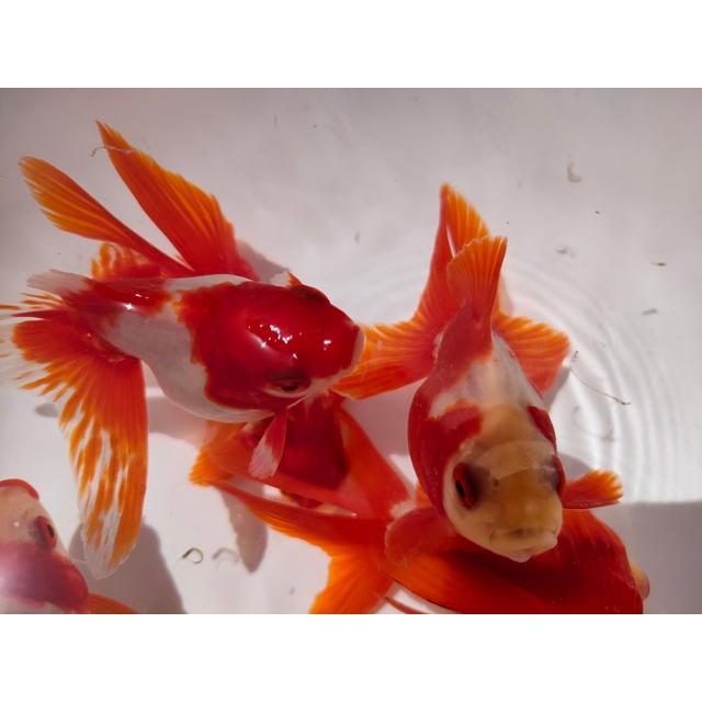 生体 飯田産更紗琉金 三歳魚 約12センチ（1匹）和金/東錦/出目金/棚田