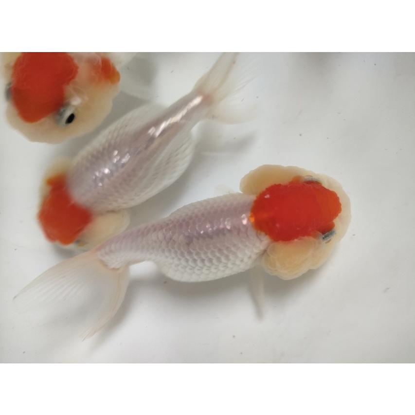 生体 中国産丹頂ライオンヘッド 約8センチ（1匹）らんちゅう/猫