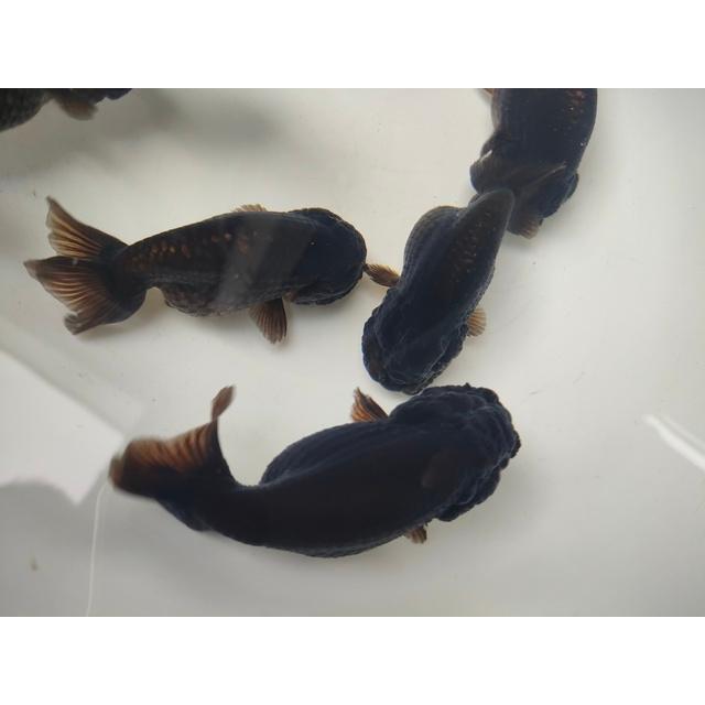 生体 中国産黒らんちゅう 約8〜9センチ（1匹）ランチュウ/変わり