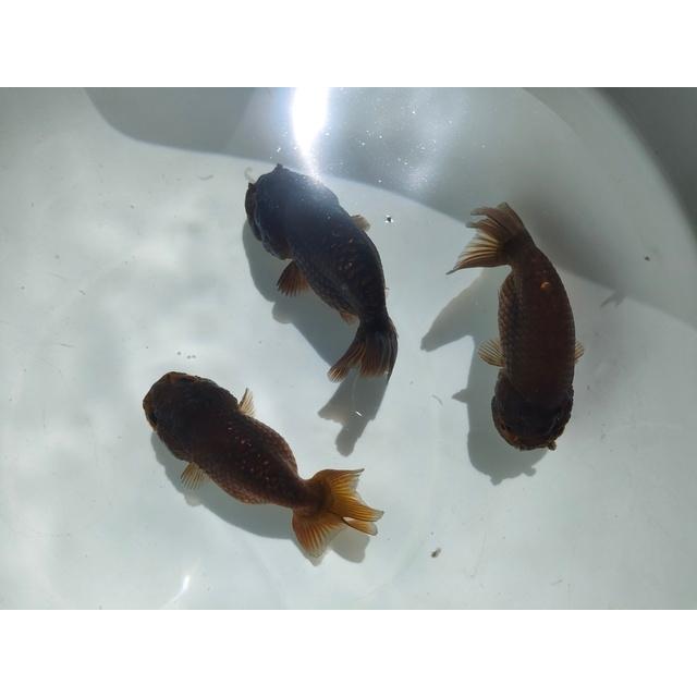 生体 中国産もみじらんちゅう(黒) 約8センチ（1匹）紅葉らんちゅう