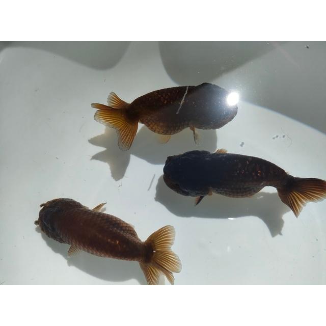 生体 中国産もみじらんちゅう(黒) 約8センチ（1匹）紅葉らんちゅう