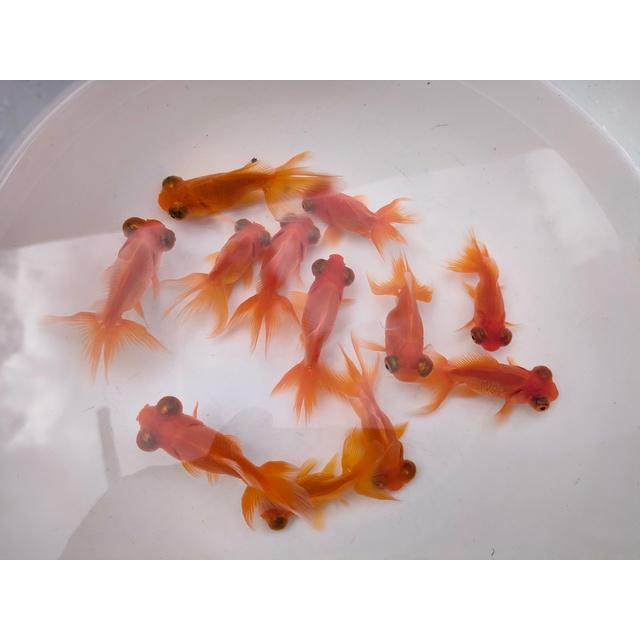 生体 赤出目金 二歳魚 約6〜7センチ（1匹）和金/東錦/蝶尾/琉金