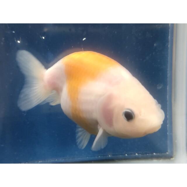 生体 変わりらんちゅうA 当歳魚 約7センチセンチ（1匹）ランチュウ 
