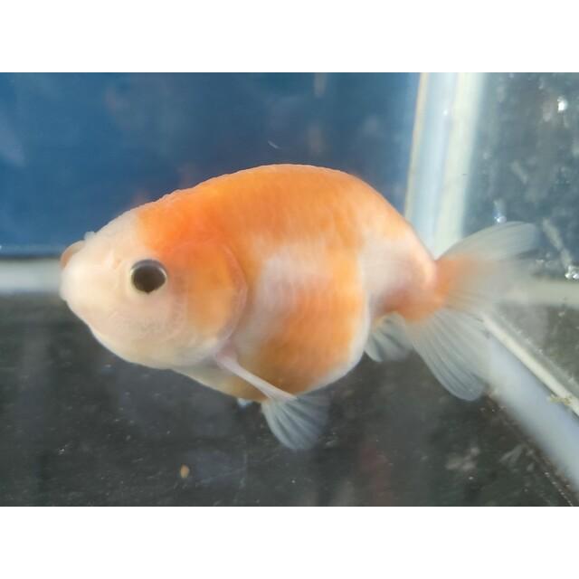 生体 変わりらんちゅうM 当歳魚 約7センチセンチ（1匹）ランチュウ 