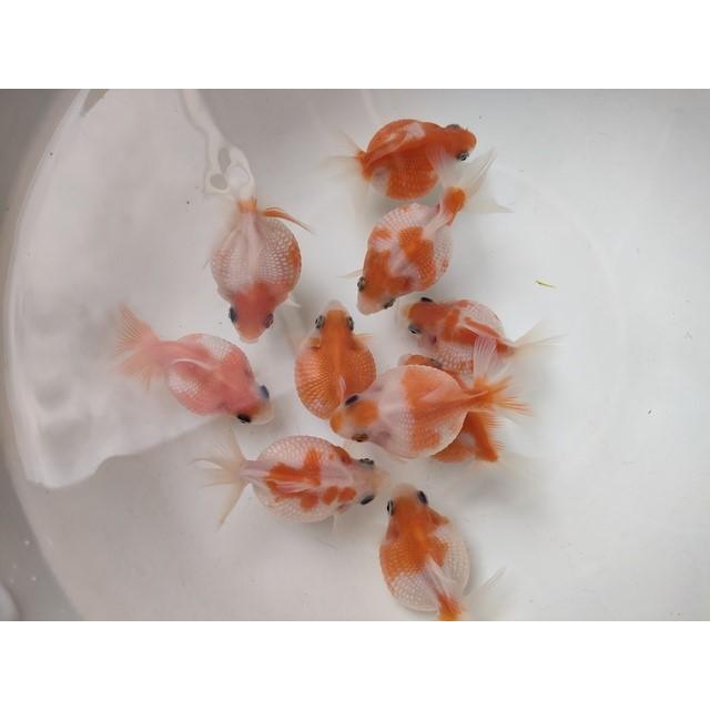 生体 浜松産更紗ピンポンパール 当歳魚 約6センチ（1匹）提灯パール/浜 