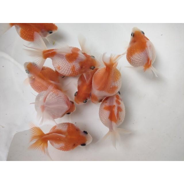 生体 浜松産更紗ピンポンパール 当歳魚 約6センチ（1匹）提灯パール/浜