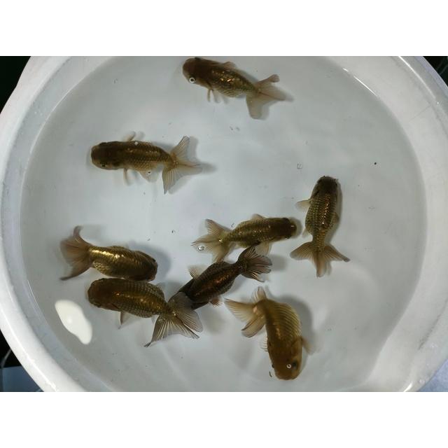 生体 深見産黒らんちゅう 当歳魚 約7センチセンチ（1匹）ランチュウ 