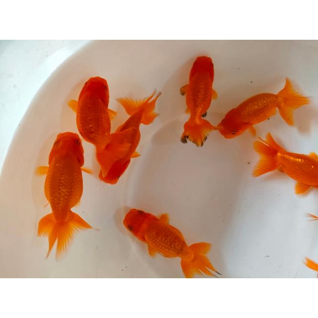 生体 深見産らん 約7センチ（1匹）らんちゅう/江戸錦/津軽錦/金魚