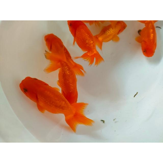 生体 深見産らん 約7センチ（1匹）らんちゅう/江戸錦/津軽錦/金魚