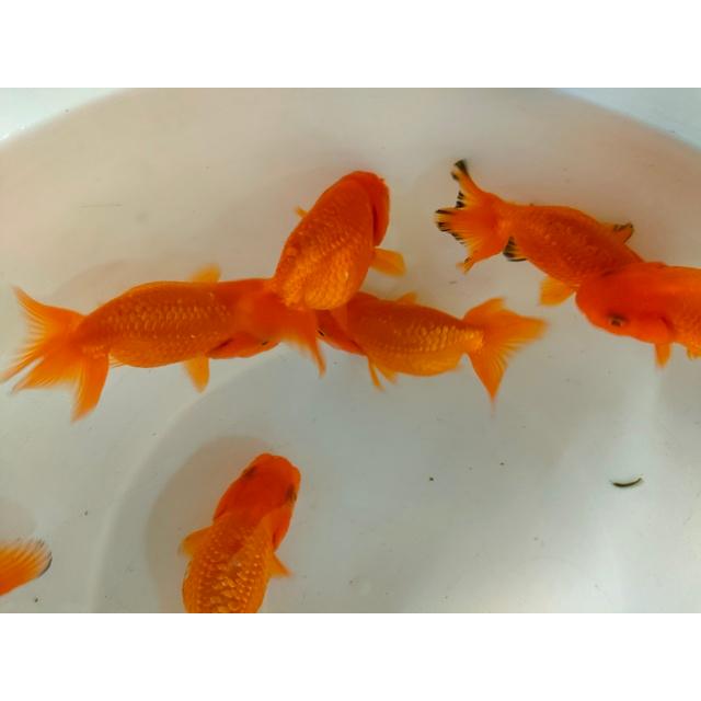 生体 深見産らん 約7センチ（1匹）らんちゅう/江戸錦/津軽錦/金魚