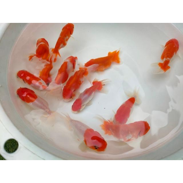 生体 弥富産桜錦 約7センチ（1匹）らんちゅう/ランチュウ/江戸錦/津軽