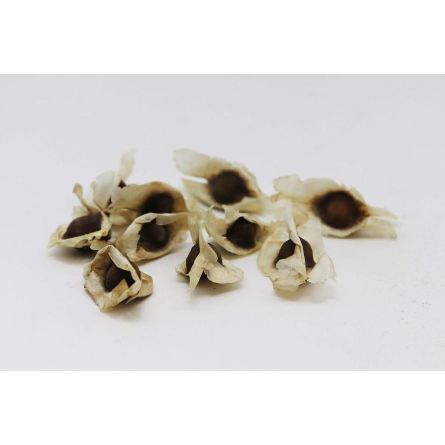 モリンガ種 50g 約200粒 モリンガ サプリ 苗 moringa seeds マルンガイ 