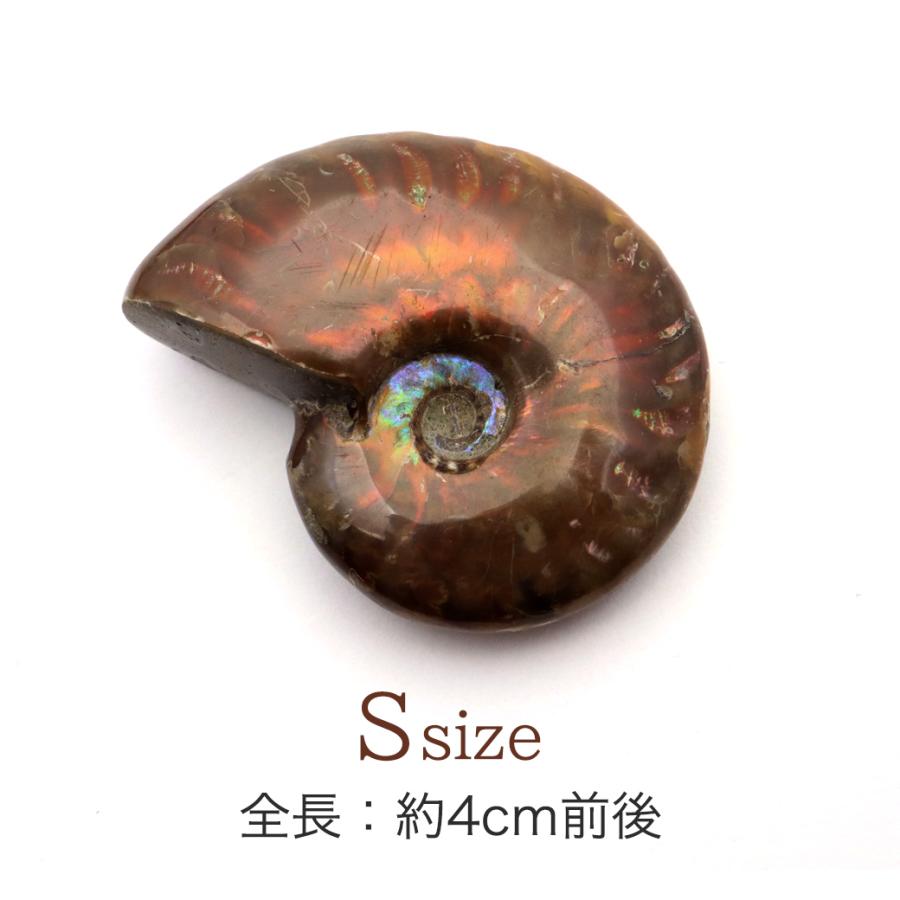 GOLD STONE アンモナイト 化石 遊色効果 マダガスカル産 ポリッシュ S