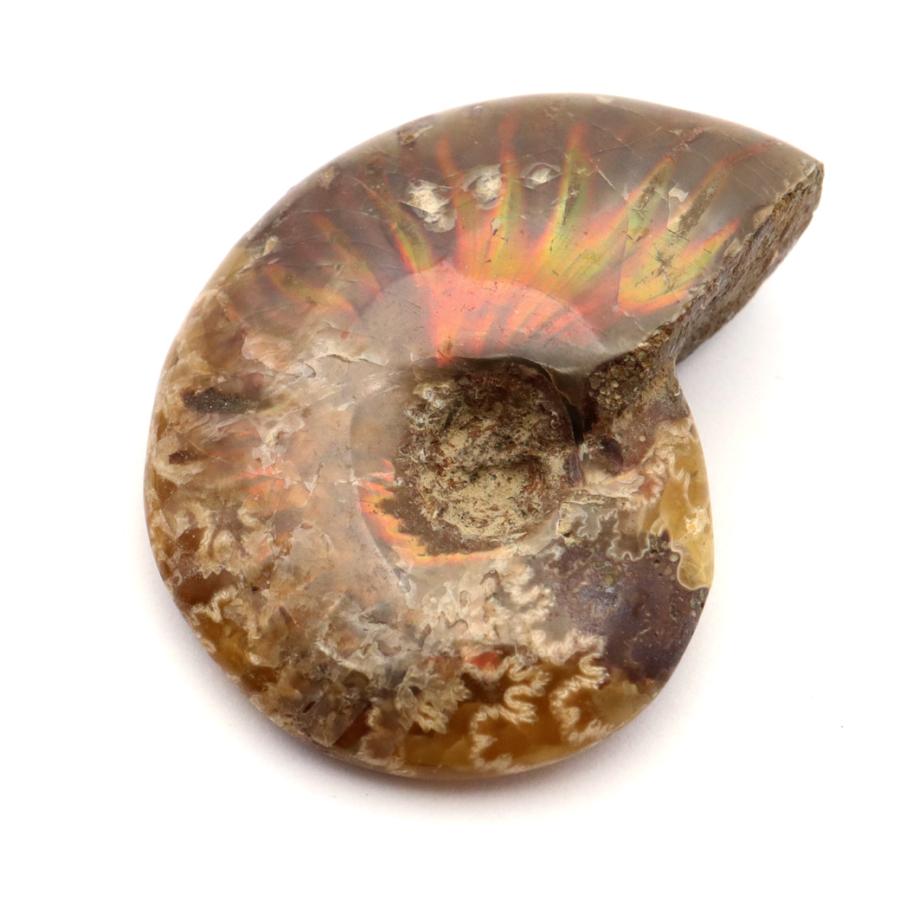 GOLD STONE アンモナイト 化石 遊色効果 マダガスカル産 ポリッシュ S