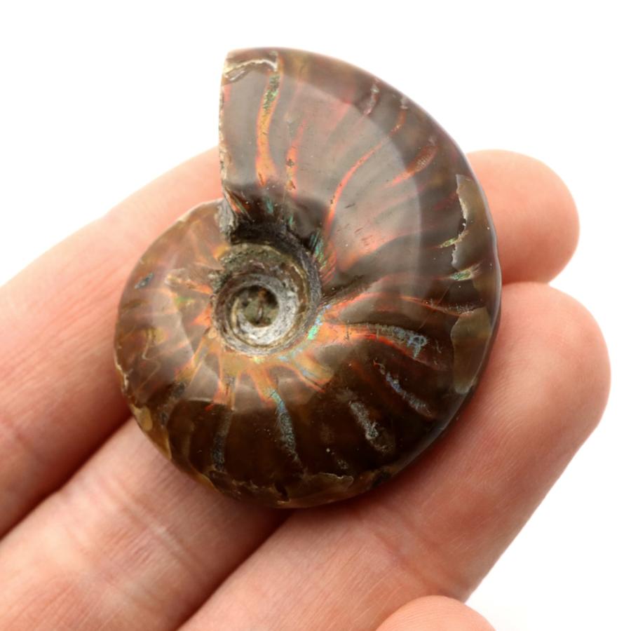 GOLD STONE アンモナイト 化石 遊色効果 マダガスカル産 ポリッシュ S