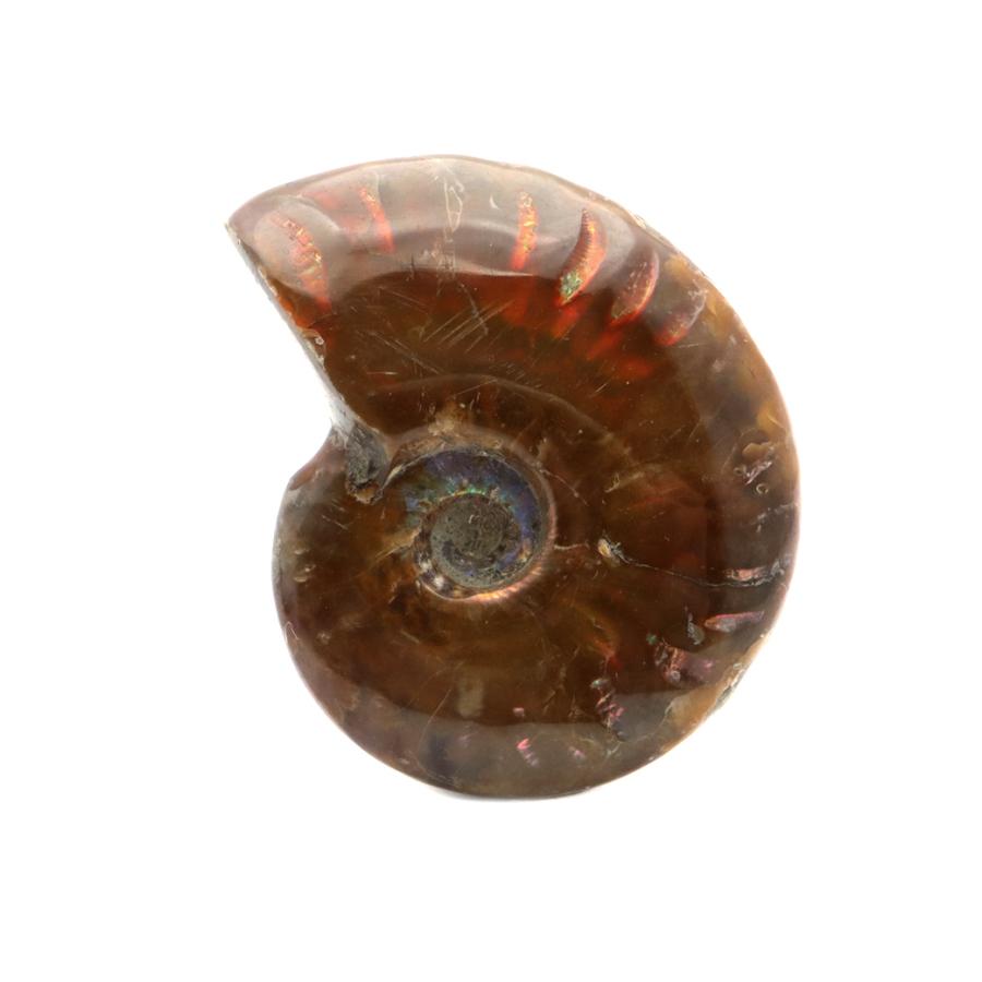 GOLD STONE アンモナイト 化石 遊色効果 マダガスカル産 ポリッシュ S