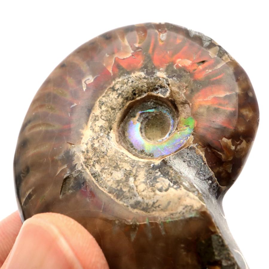 GOLD STONE アンモナイト 化石 遊色効果 マダガスカル産 ポリッシュ M