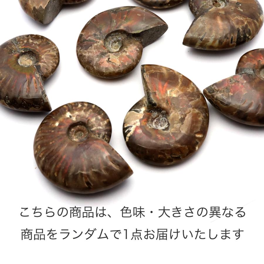 GOLD STONE アンモナイト 化石 遊色効果 マダガスカル産 ポリッシュ M