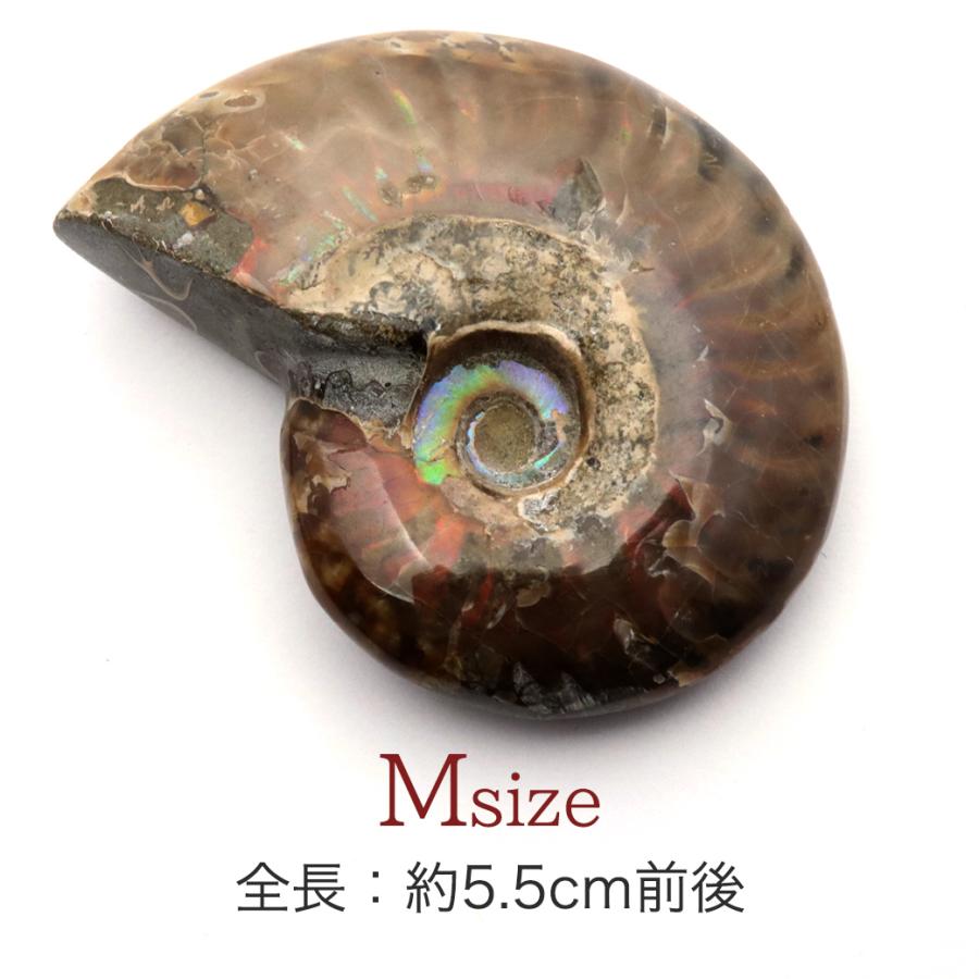 GOLD STONE アンモナイト 化石 遊色効果 マダガスカル産 ポリッシュ M