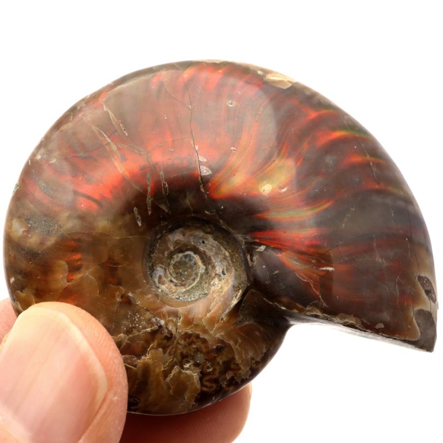 GOLD STONE アンモナイト 化石 遊色効果 マダガスカル産 ポリッシュ M