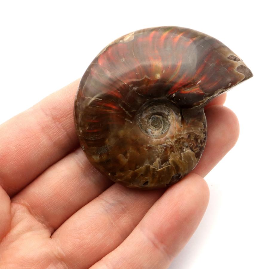 GOLD STONE アンモナイト 化石 遊色効果 マダガスカル産 ポリッシュ M