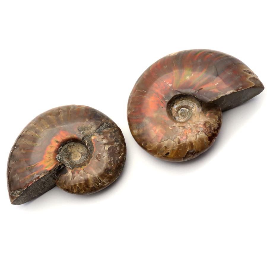 GOLD STONE アンモナイト 化石 遊色効果 マダガスカル産 ポリッシュ M