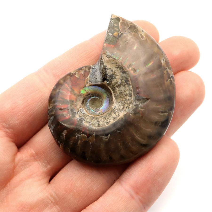 GOLD STONE アンモナイト 化石 遊色効果 マダガスカル産 ポリッシュ M