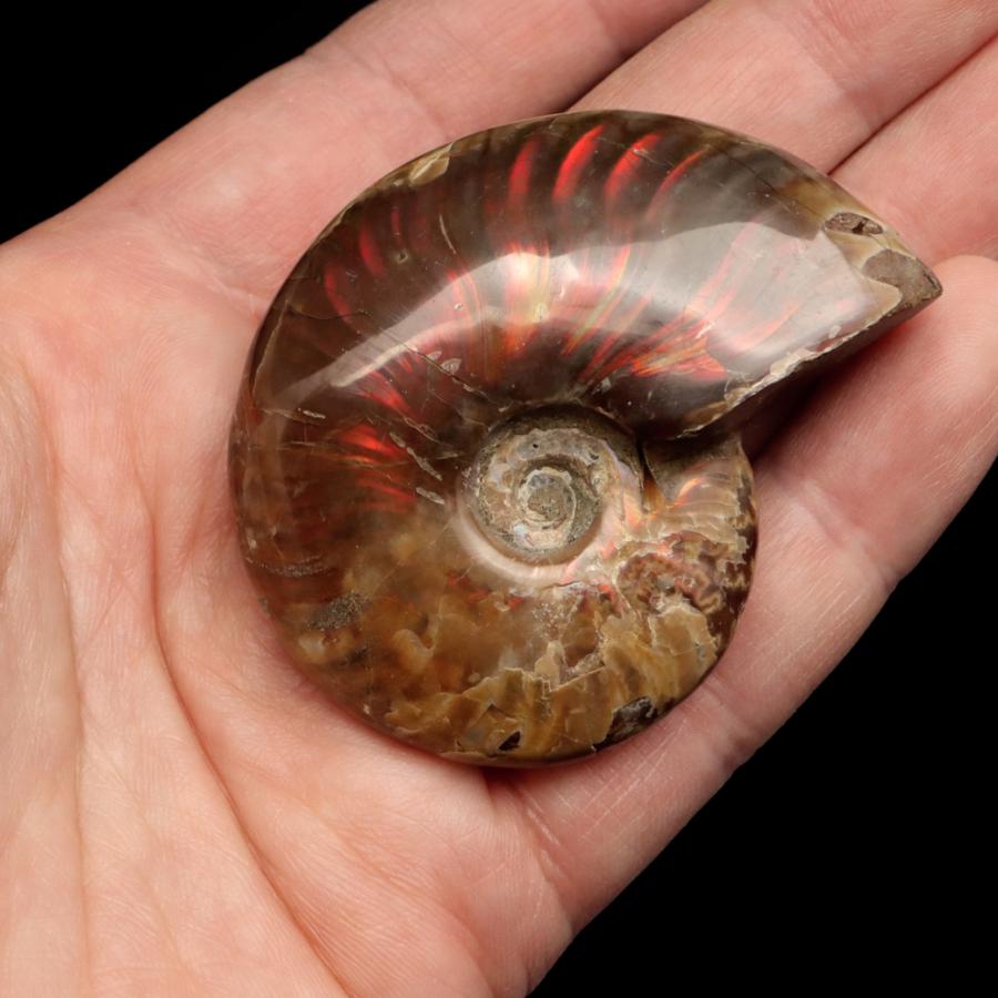 GOLD STONE アンモナイト 化石 遊色効果 マダガスカル産 ポリッシュ M