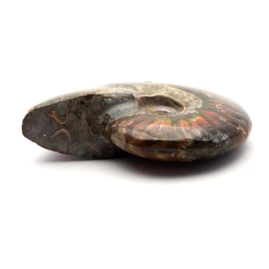 【美品】マダガスカル産アンモナイト 化石 美しい化石アンモナイト、マダガスカルジュラ紀、本物、認定済み