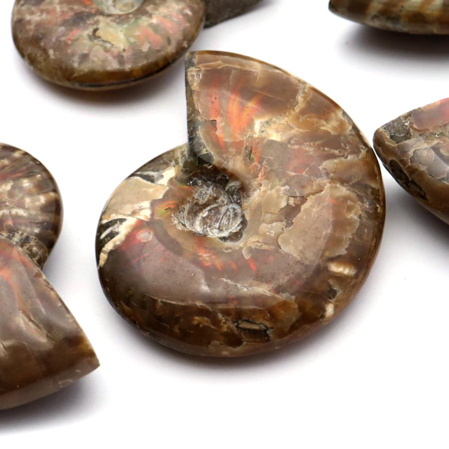 GOLD STONE アンモナイト 化石 遊色効果 マダガスカル産 ポリッシュ M