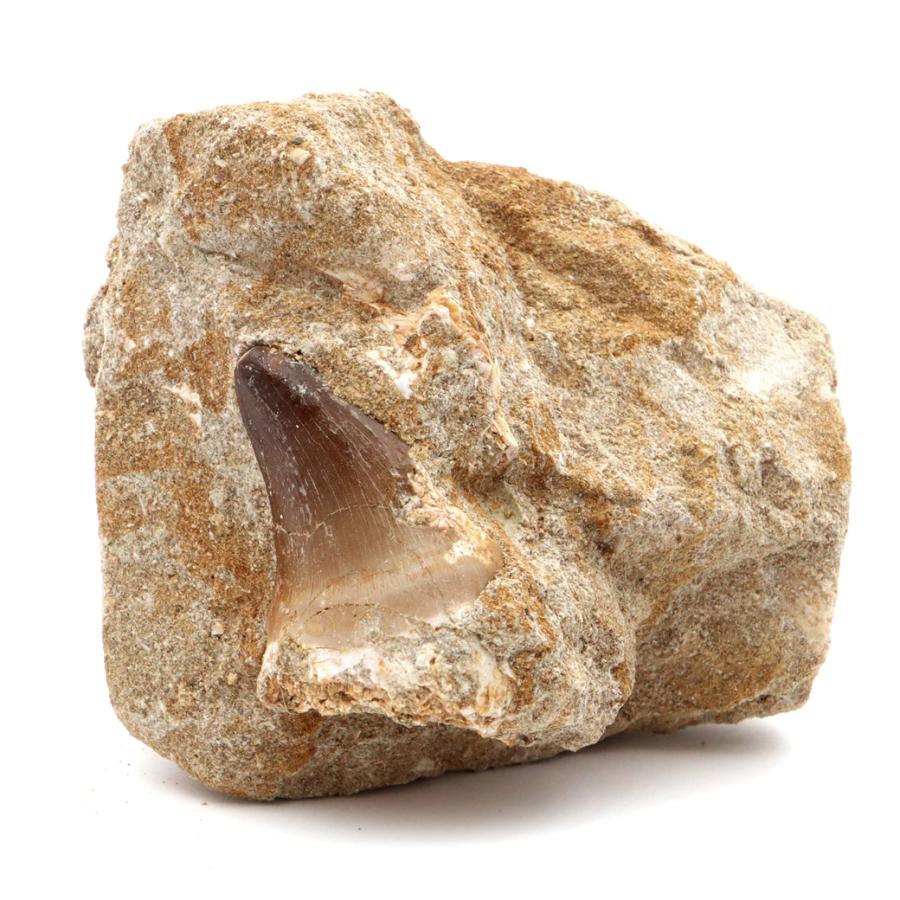 【お買い得本物】モロッコ産モササウルスの歯歯根付3本セット約9cm×3本 モササウルス 化石 牙 歯 骨 本物 モロッコ産 母岩付き 213g 1点もの