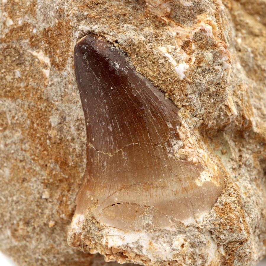 モササウルス 化石 牙 歯 骨 本物 モロッコ産 母岩付き 213g 1点もの