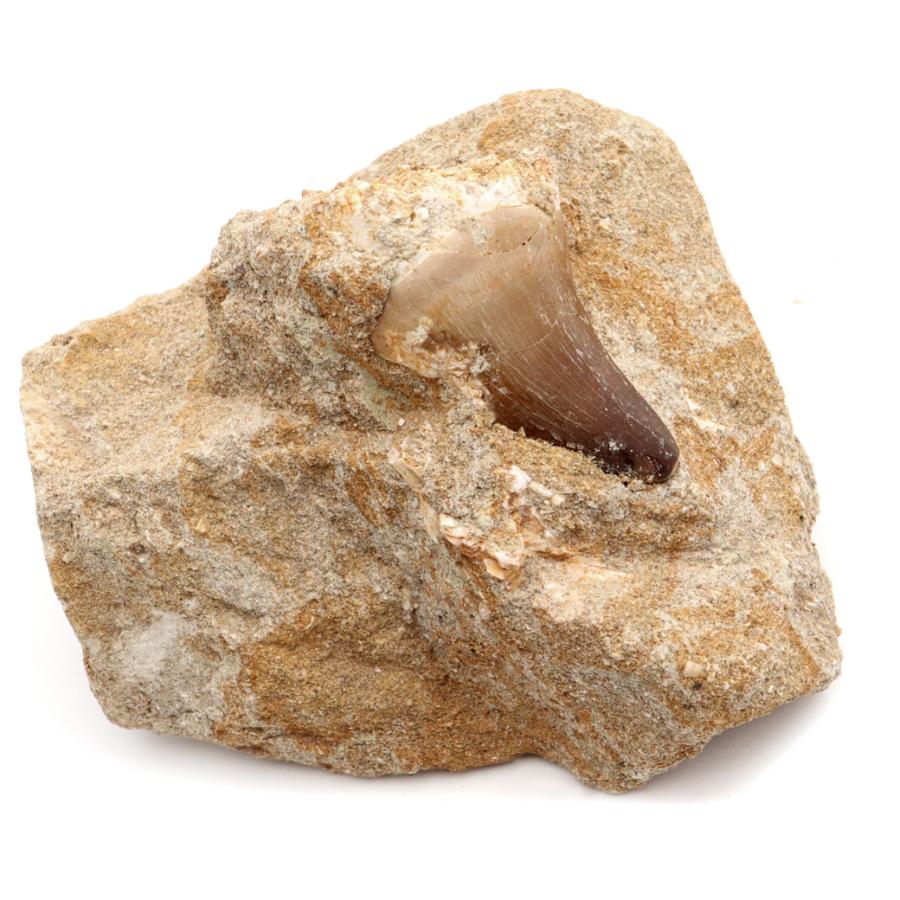 モササウルス 化石 牙 歯 骨 本物 モロッコ産 母岩付き 213g 1点もの