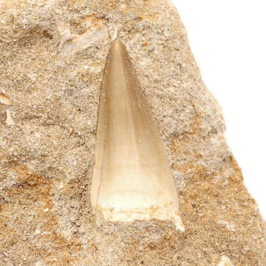 モササウルス 化石 牙 歯 骨 本物 モロッコ産 母岩付き 219g 1点もの