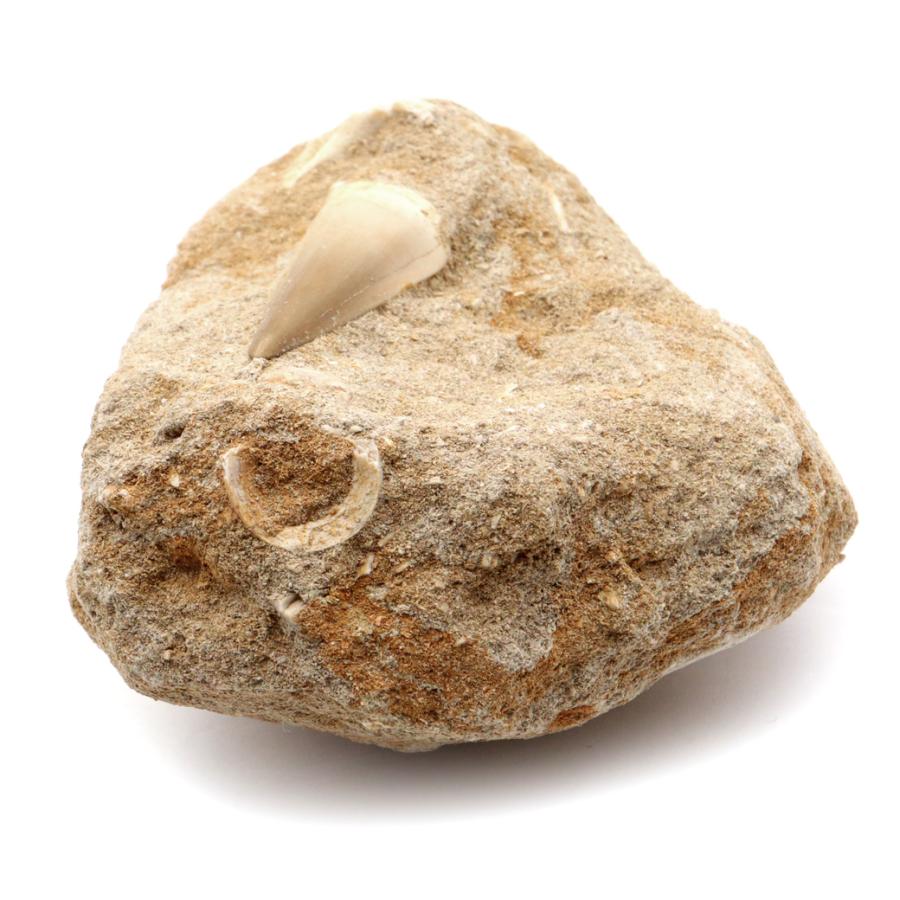 モササウルス 化石 牙 歯 骨 本物 モロッコ産 母岩付き 219g 1点もの