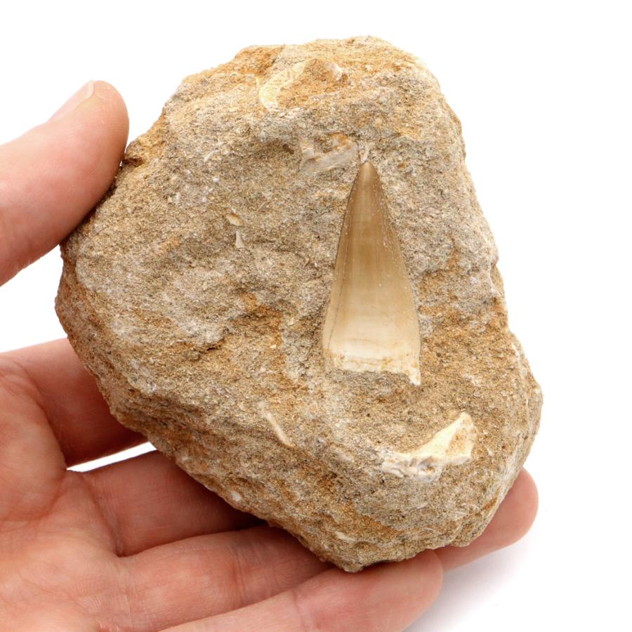 モササウルス 化石 牙 歯 骨 本物 モロッコ産 母岩付き 219g 1点もの