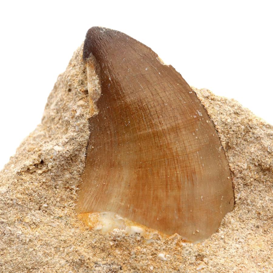 モササウルス 化石 牙 歯 骨 本物 モロッコ産 母岩付き 235g 1点もの