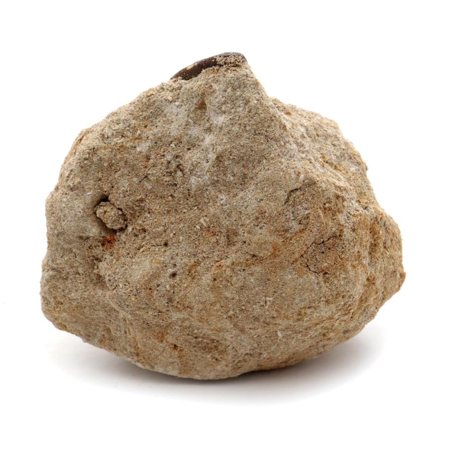 モササウルス 化石 牙 歯 骨 本物 モロッコ産 母岩付き 235g 1点もの