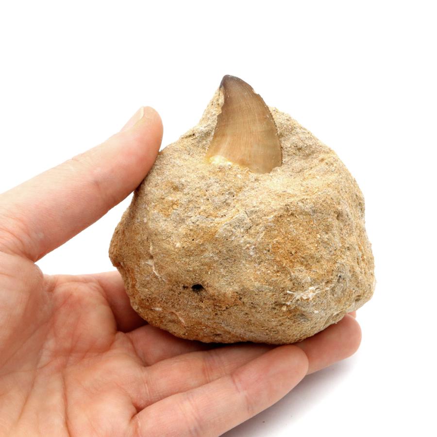 モササウルス 化石 牙 歯 骨 本物 モロッコ産 母岩付き 235g 1点もの