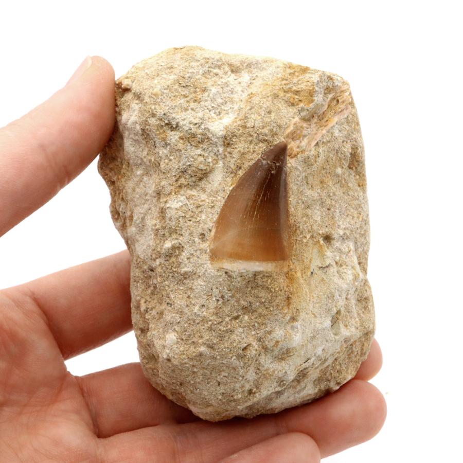 モササウルス 化石 牙 歯 骨 本物 モロッコ産 母岩付き 206g 1点もの