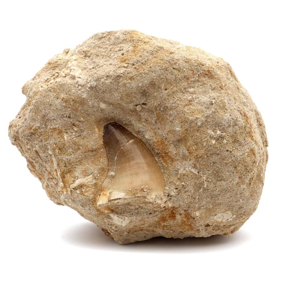 モササウルス 化石 牙 歯 骨 本物 モロッコ産 母岩付き 247g 1点もの