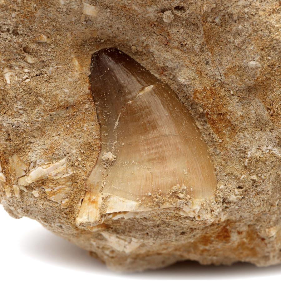 モササウルス 化石 牙 歯 骨 本物 モロッコ産 母岩付き 247g 1点もの