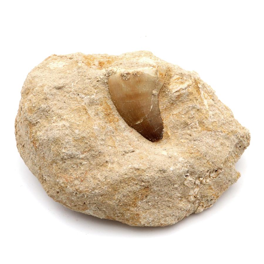 モササウルス 化石 牙 歯 骨 本物 モロッコ産 母岩付き 247g 1点もの