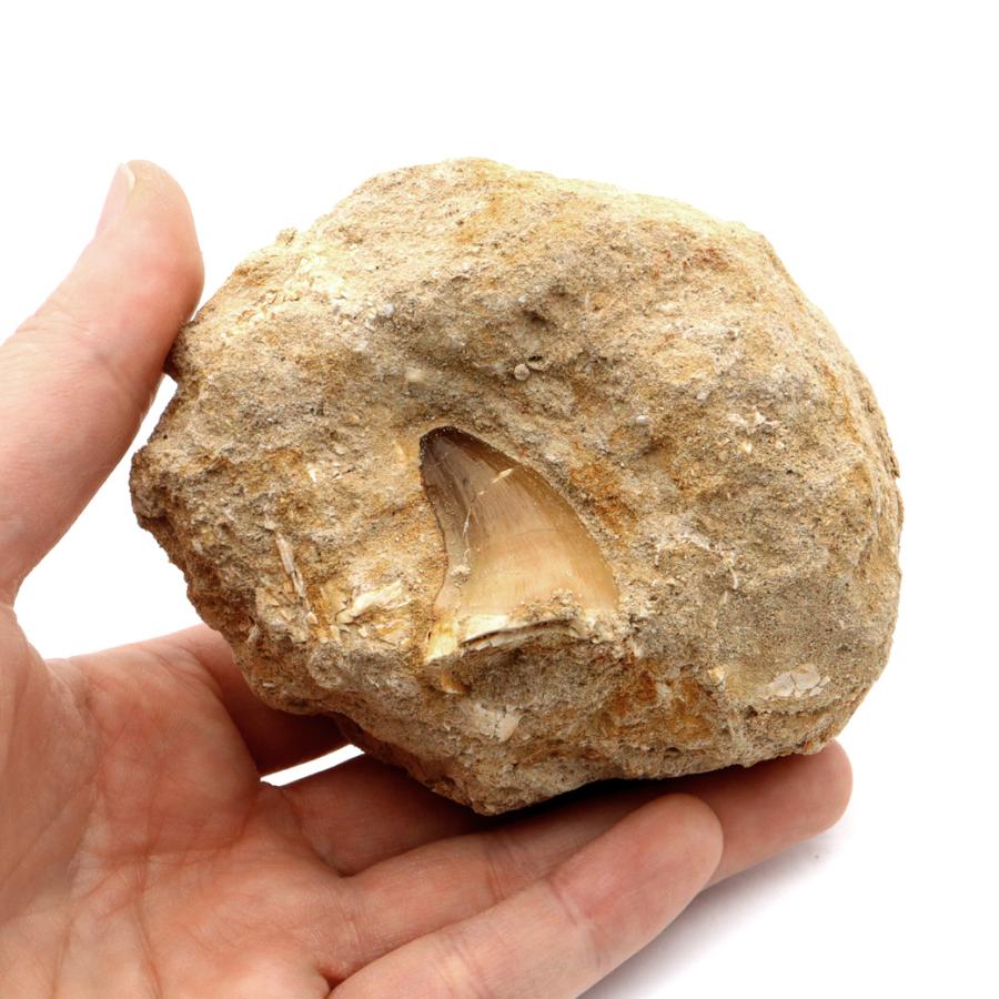 モササウルス 化石 牙 歯 骨 本物 モロッコ産 母岩付き 247g 1点もの