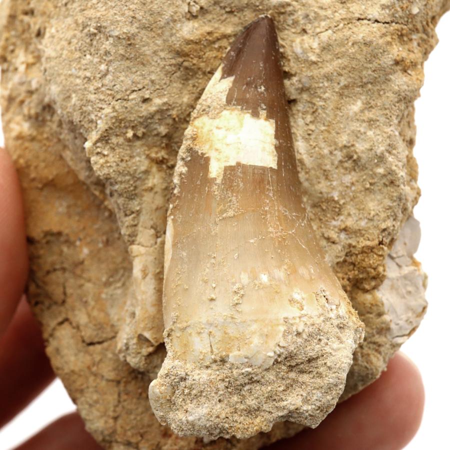 モササウルス 化石 牙 歯 骨 本物 モロッコ産 母岩付き 198g 1点もの
