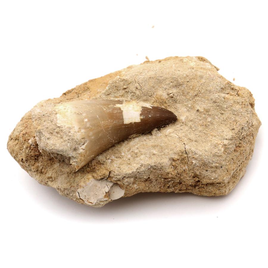 化石まとめ売り メガロドンの歯 モササウルスの歯 獣脚類の歯欠片 他 化石まとめ売り メガロドンの歯 モササウルスの歯 獣脚類の歯欠片 他