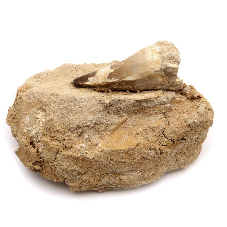 モササウルス 顎骨 牙 歯 化石 断片 欠片 モササウルス 顎骨 牙 歯 化石 断片 欠片